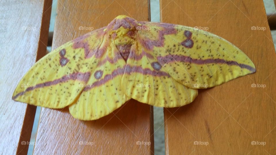 Yellow and lavender moth