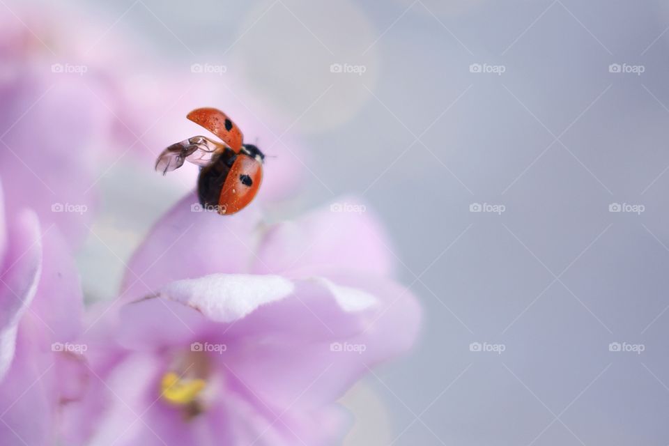 Ladybug on pink flower 