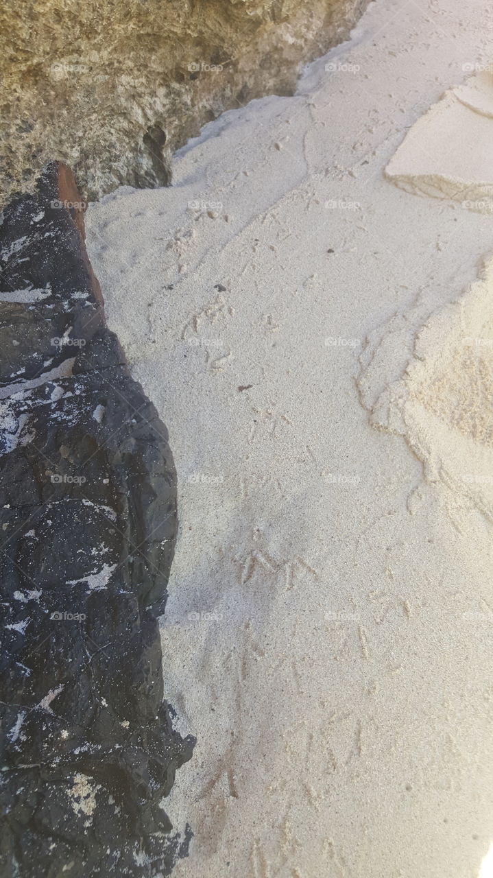 Sea bird tracks