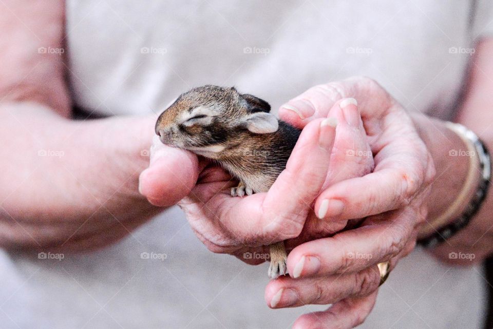 close-up of a person holding young rabbit