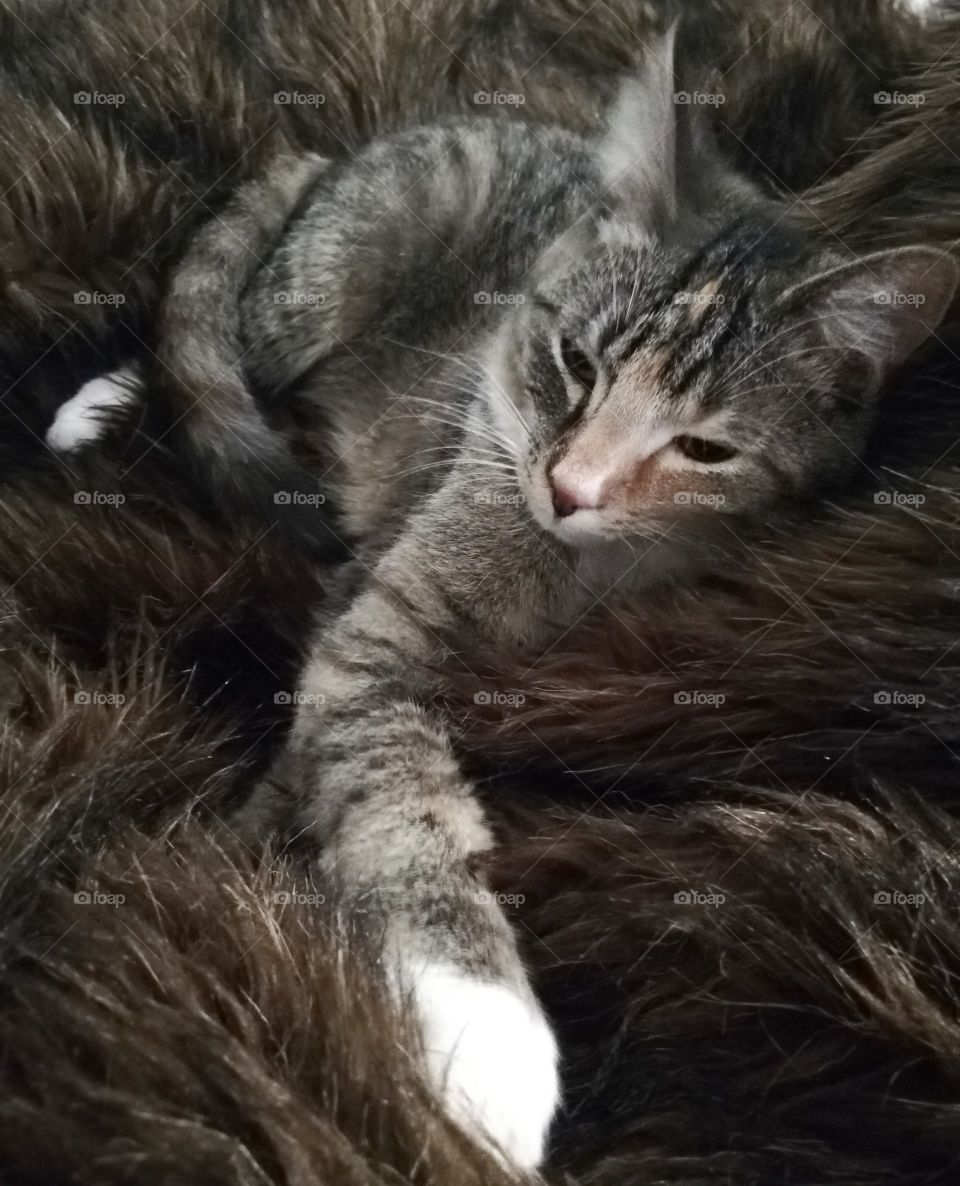 Sleepy kitten on fur