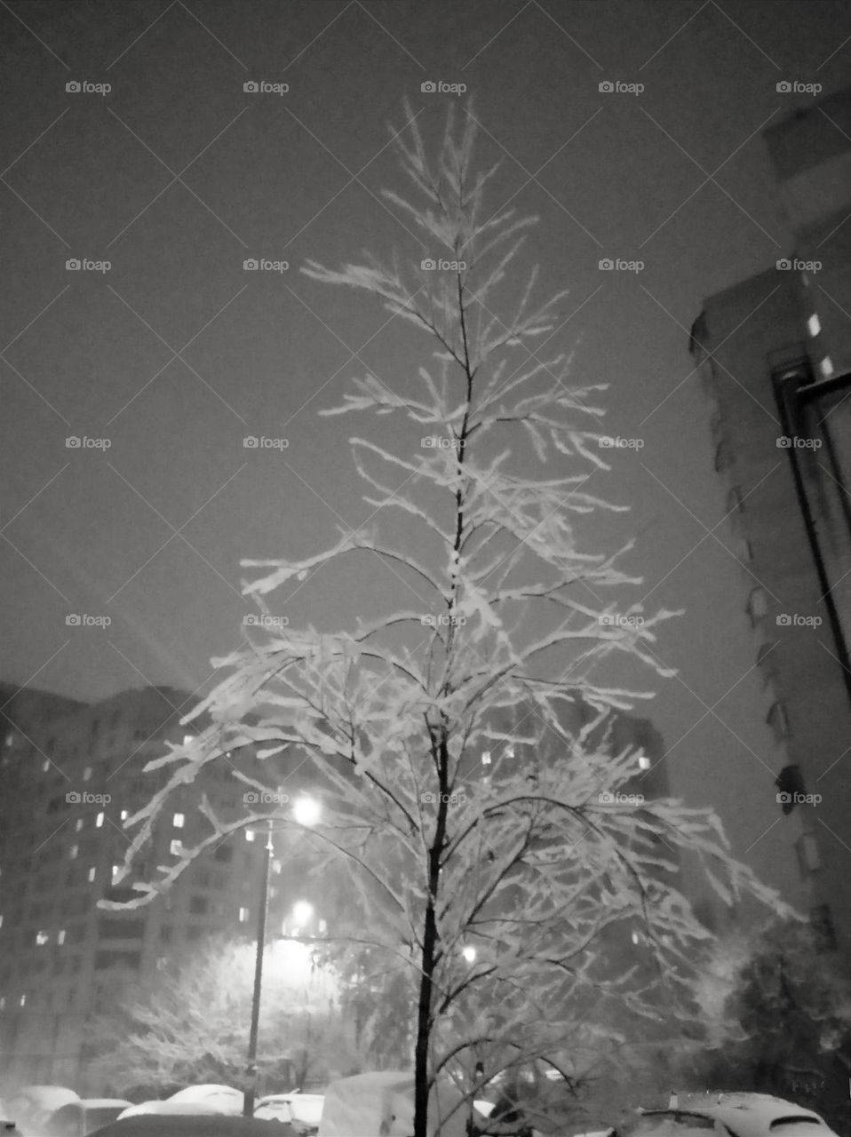 Frosty Marvels: Nature's Icy Artistry