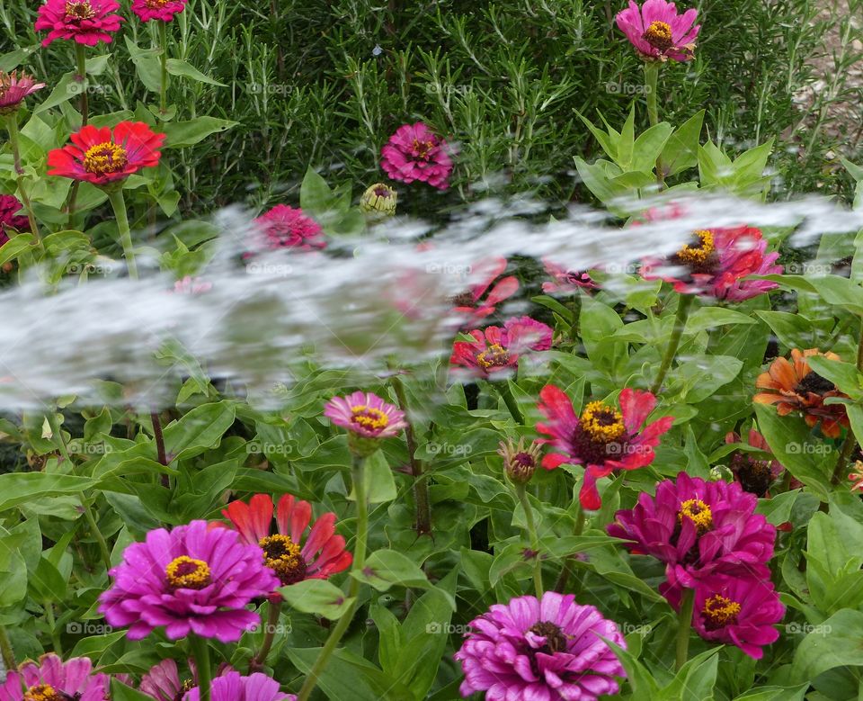 Watering zinnia flower garden 