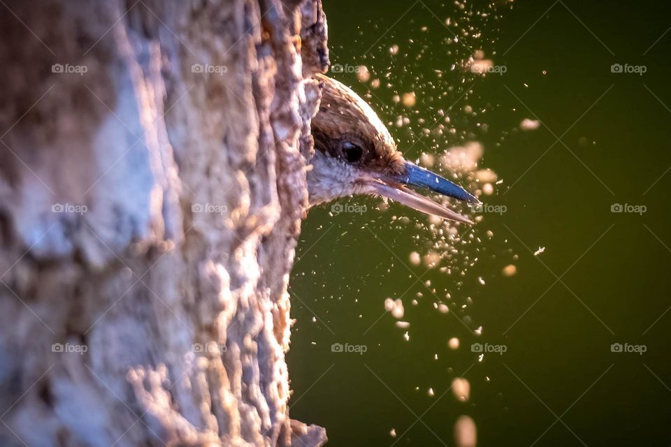 A Brown-headed Nuthatch clearing out a new home. Garner, North Carolina. 