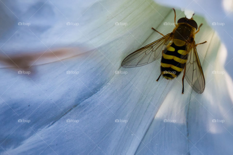 Bee in a Bindweed flower closeup