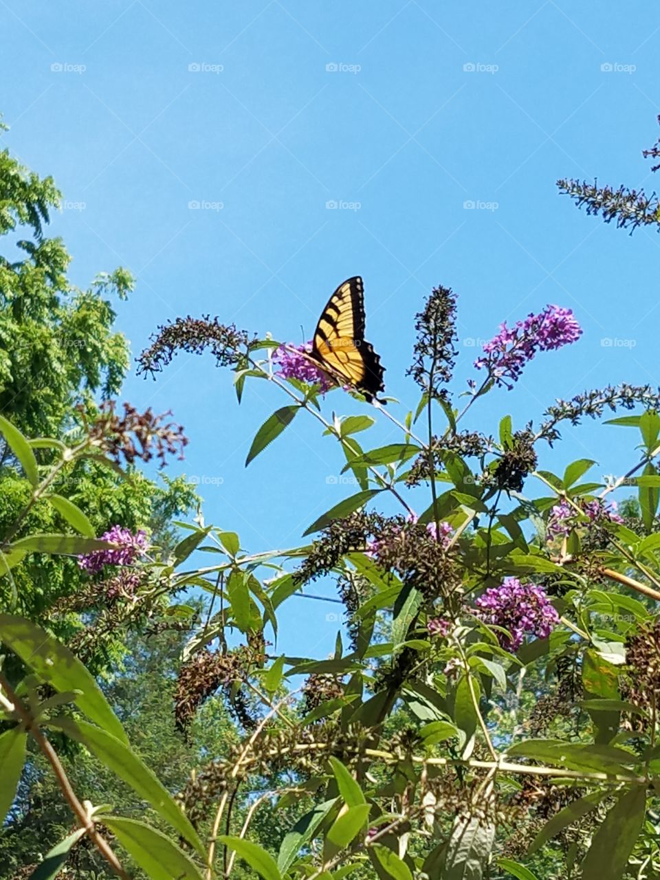 Butterflies fly away