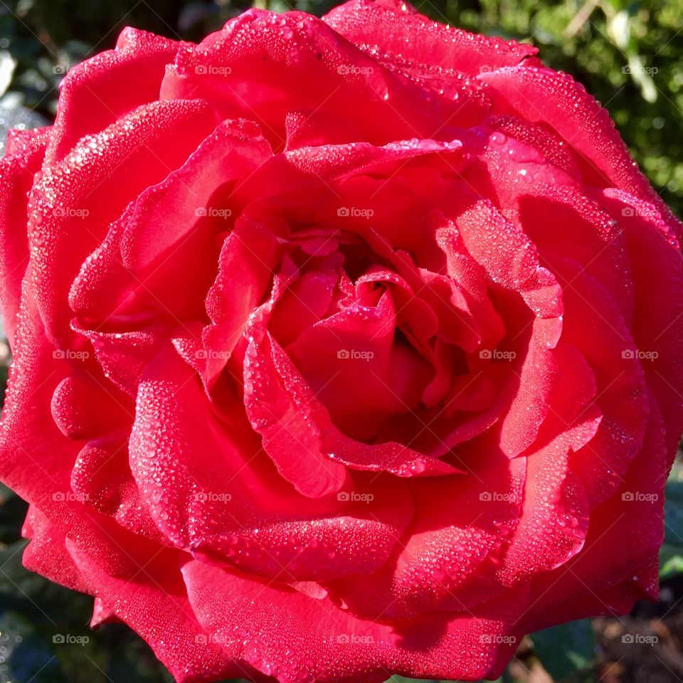 dewdrops on roses