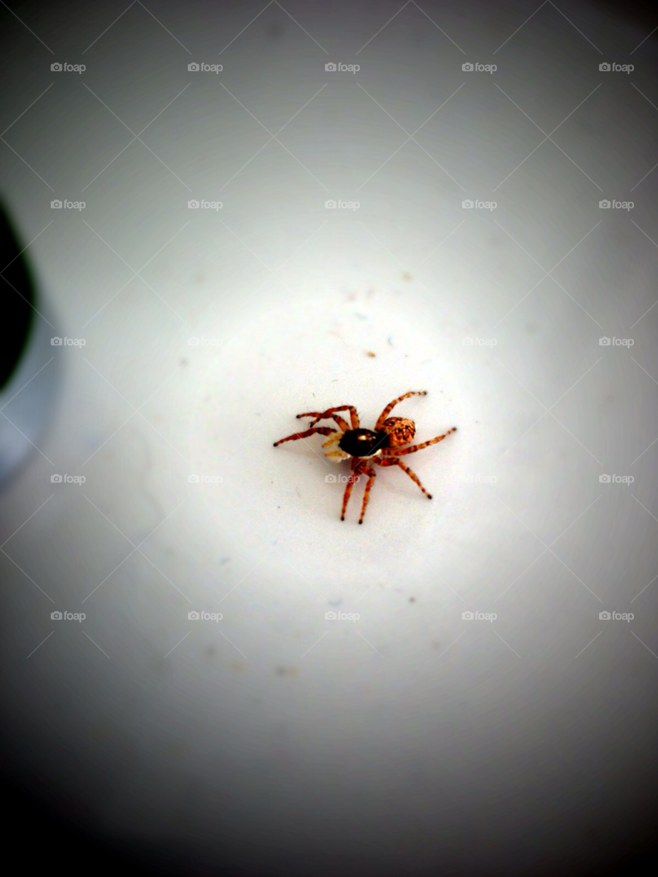 brown spider white background by ponchokid