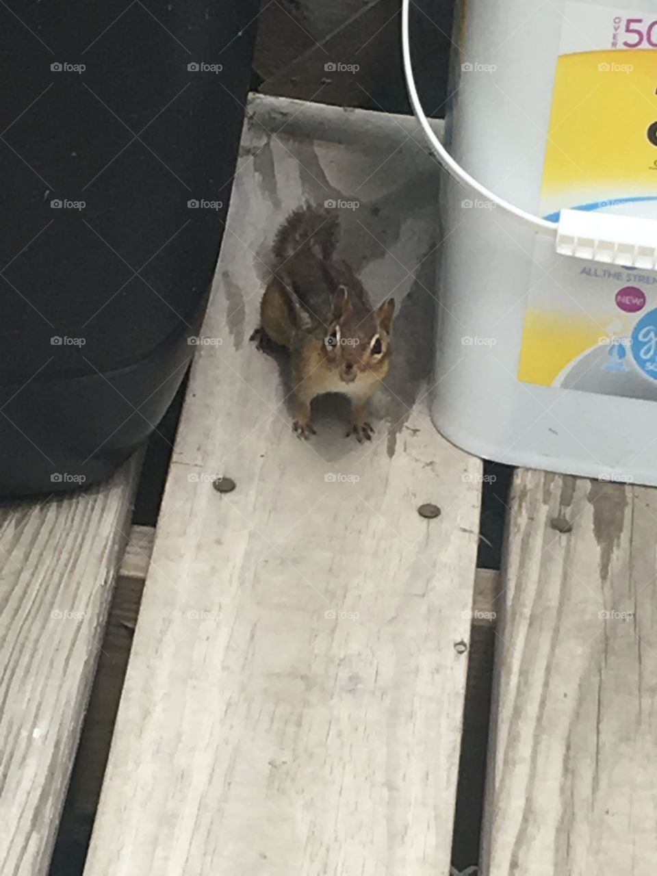 Chipmunk chilling on porch