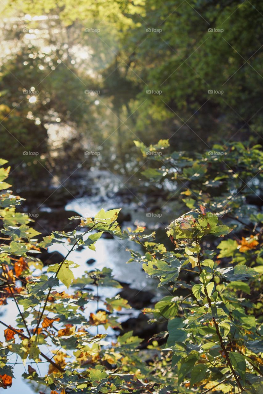 Babbling Brook in the forest