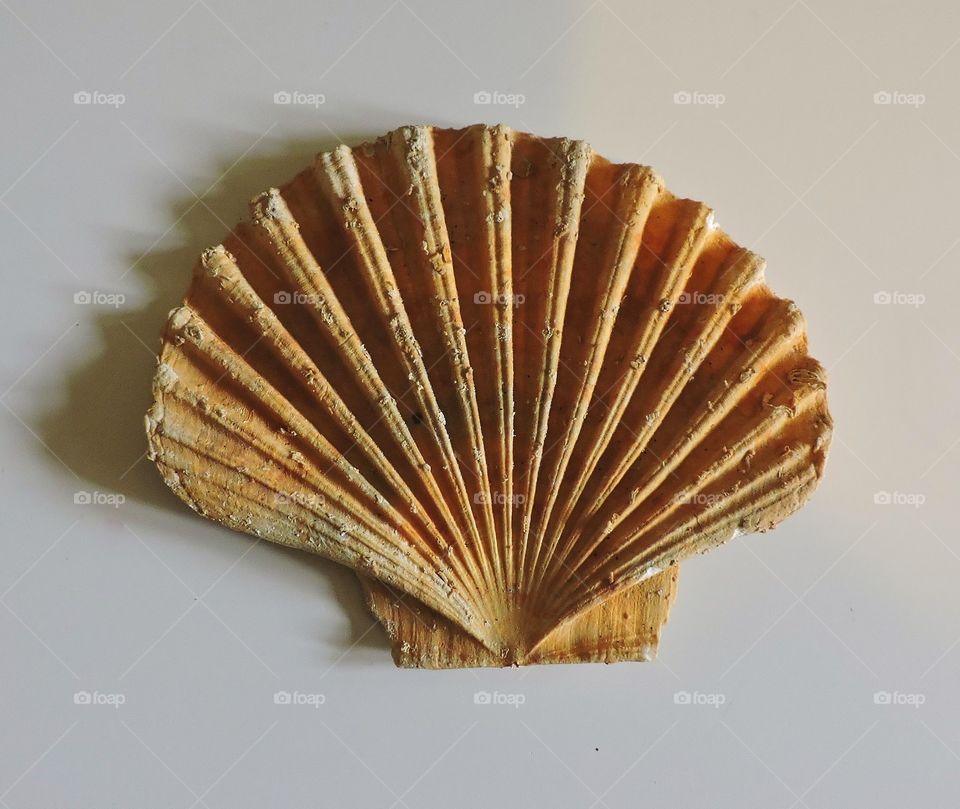 Shell. fossil shell