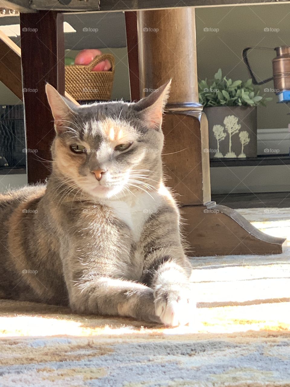 Royal Cat with Paws Crossed in Sunshine Looking Cute