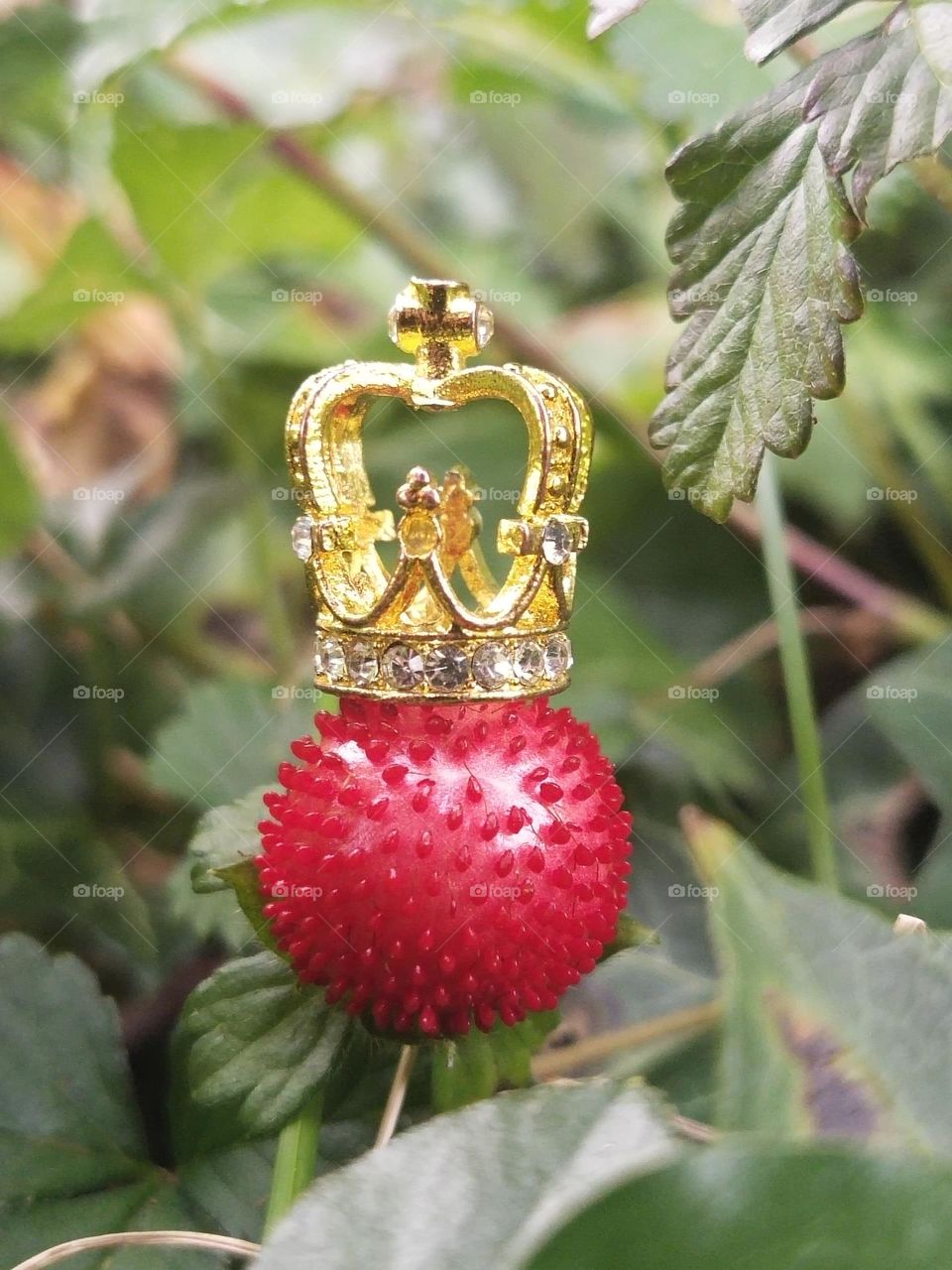 Forest berry with crown