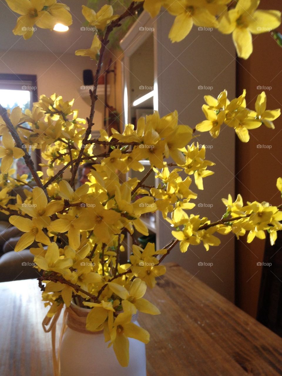 Forsythia