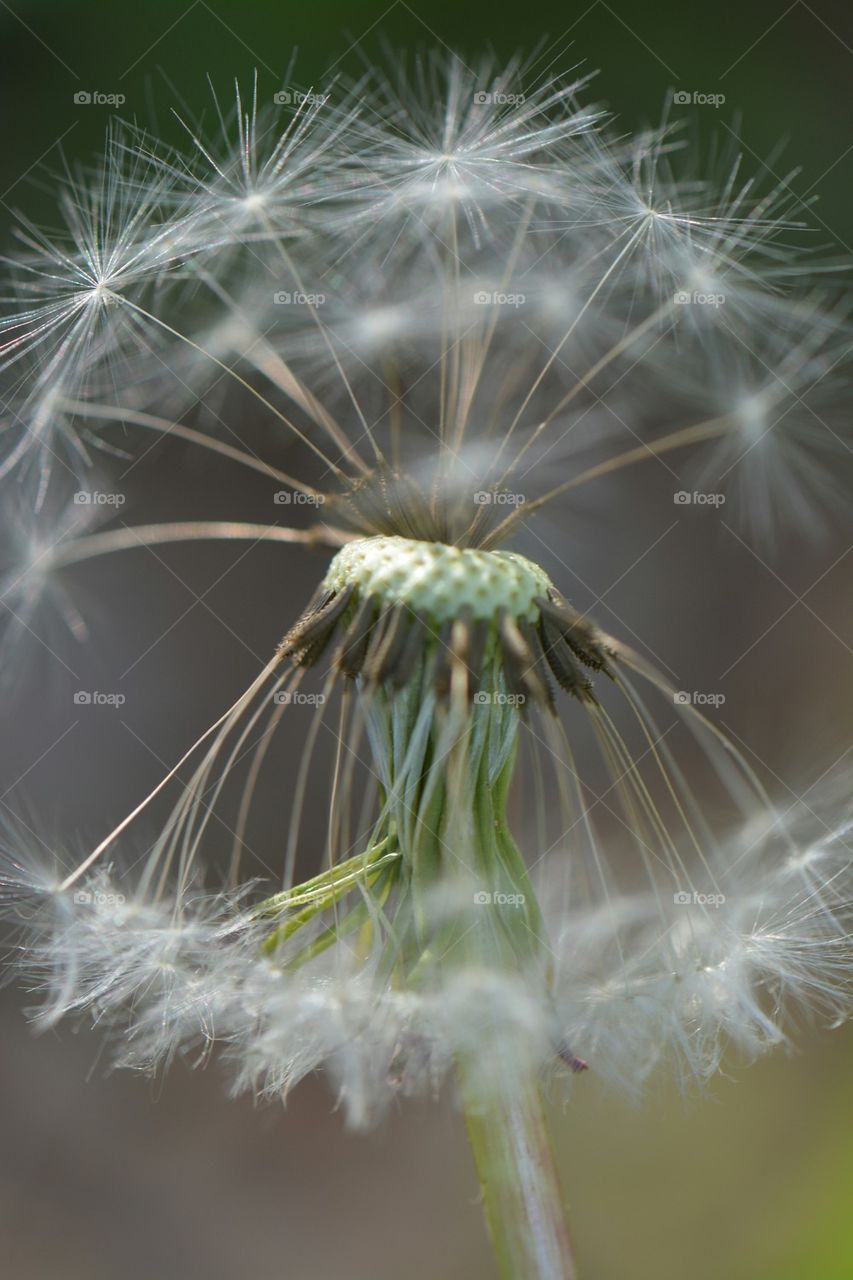 another dandelion shot