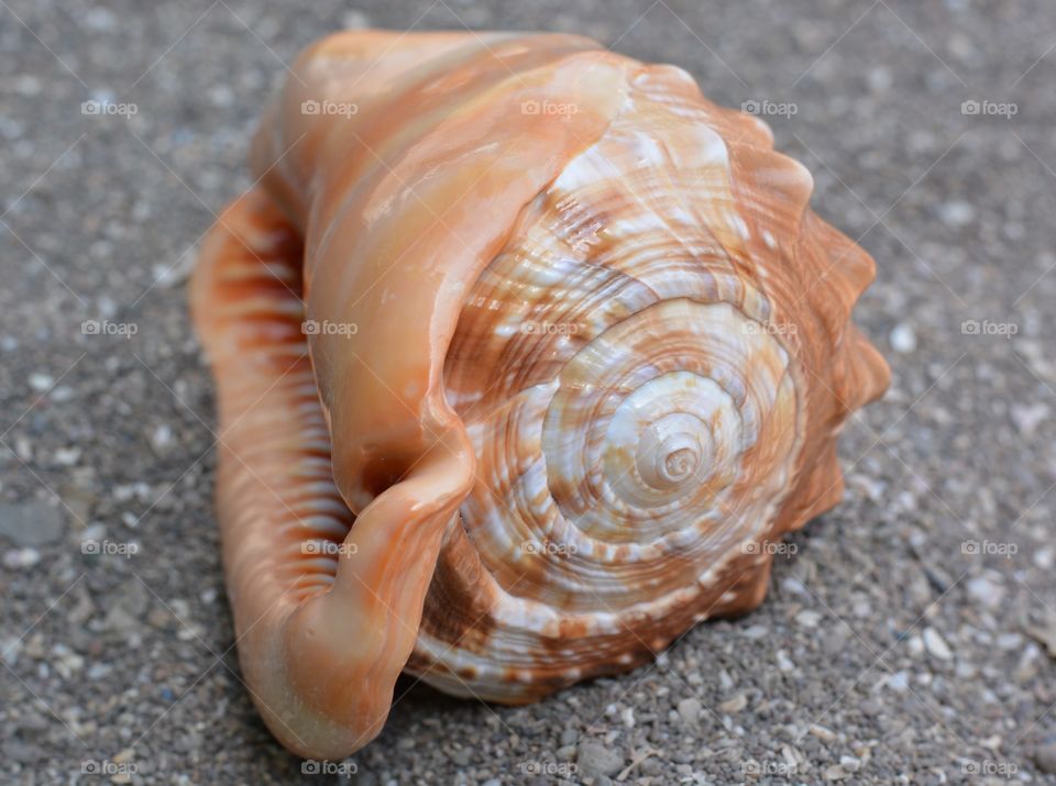 Seashell on concrete
