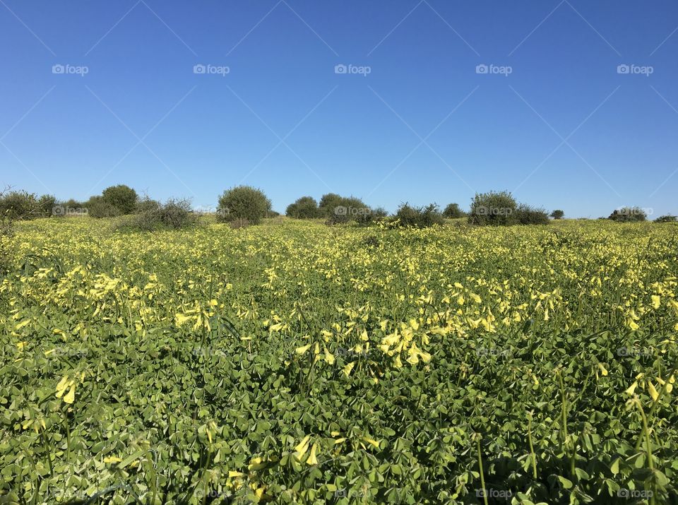 Like a spring field in January !