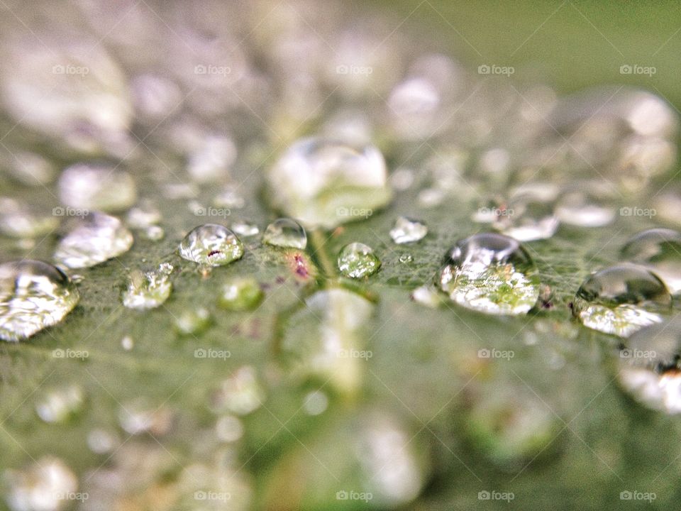 Macro shot of raindrops