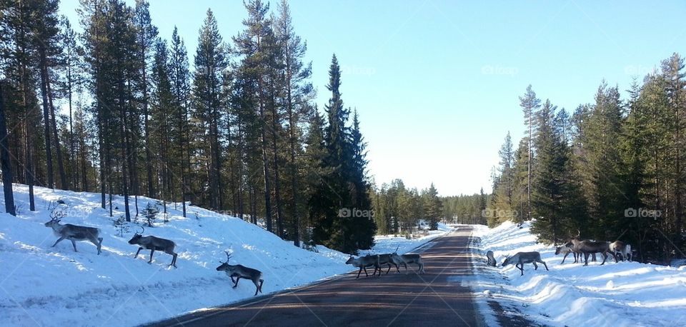 Reindeers crossing the road