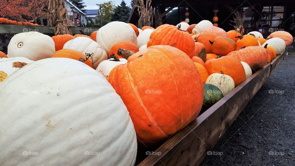 pumpkin time!