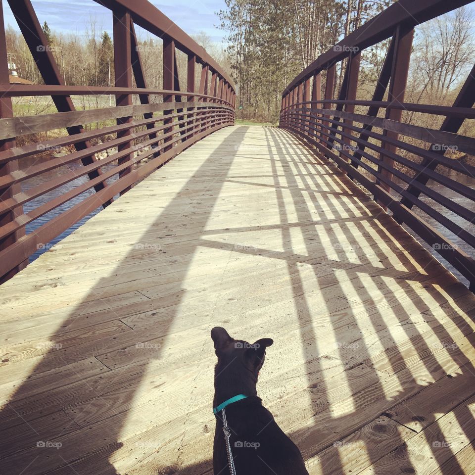 Daily walk with my dog