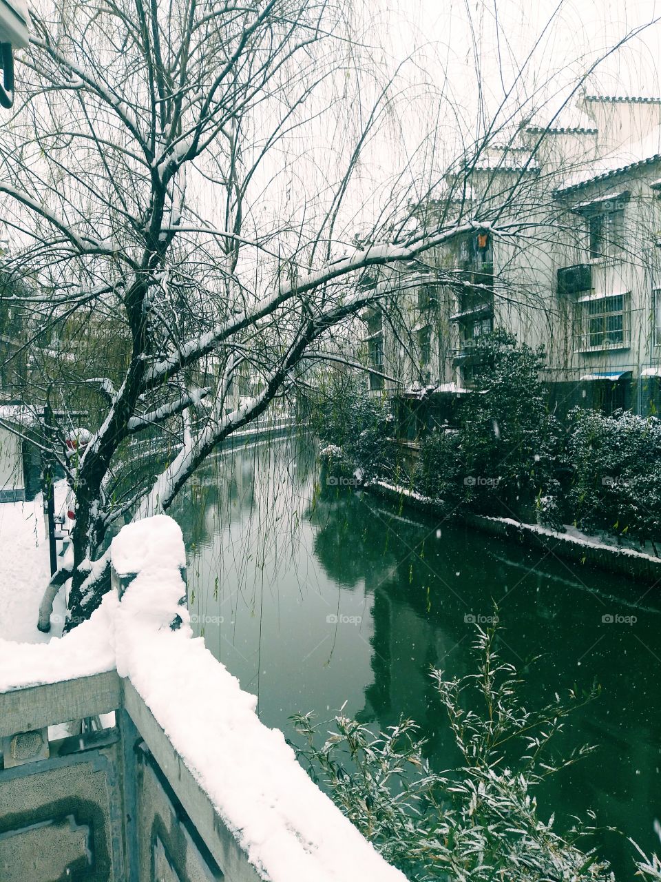 Winter, No Person, Snow, Water, Tree