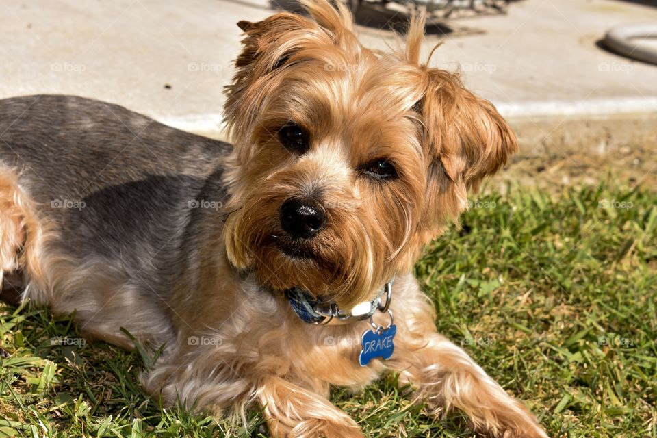 Drake laying in yard