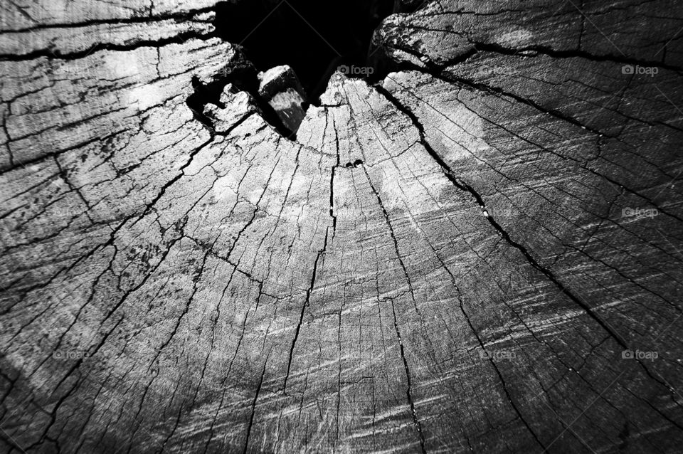 Tree stump texture background 