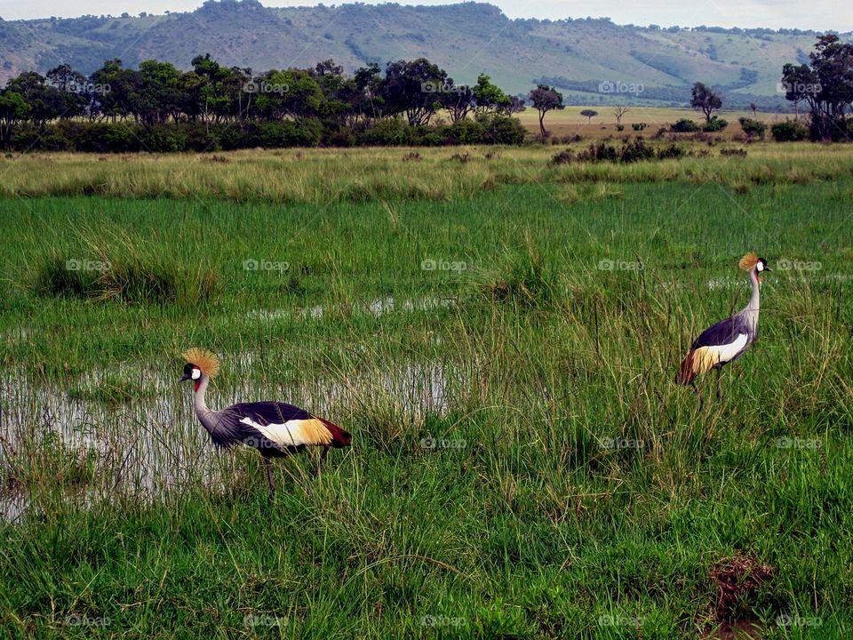 Paradise birds