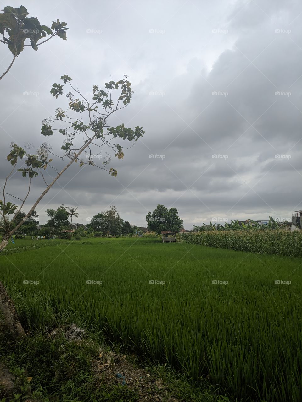 rice field views in the afternoon