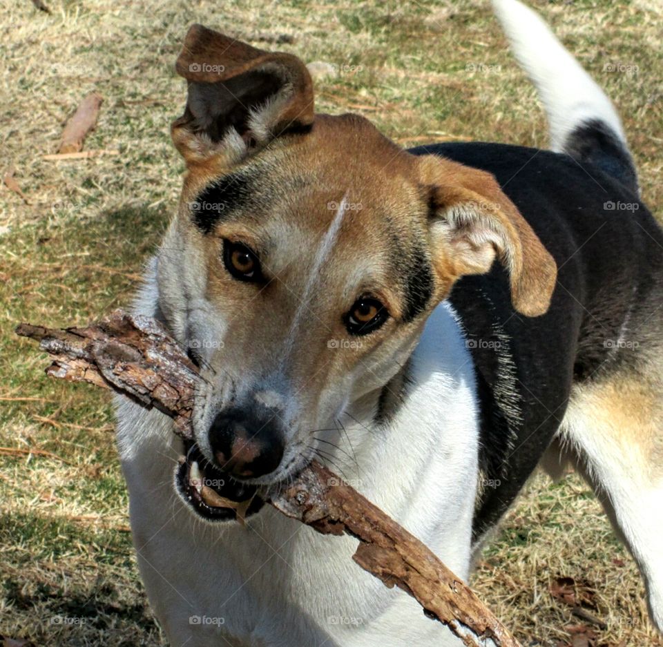 Mister Mylo with his stick