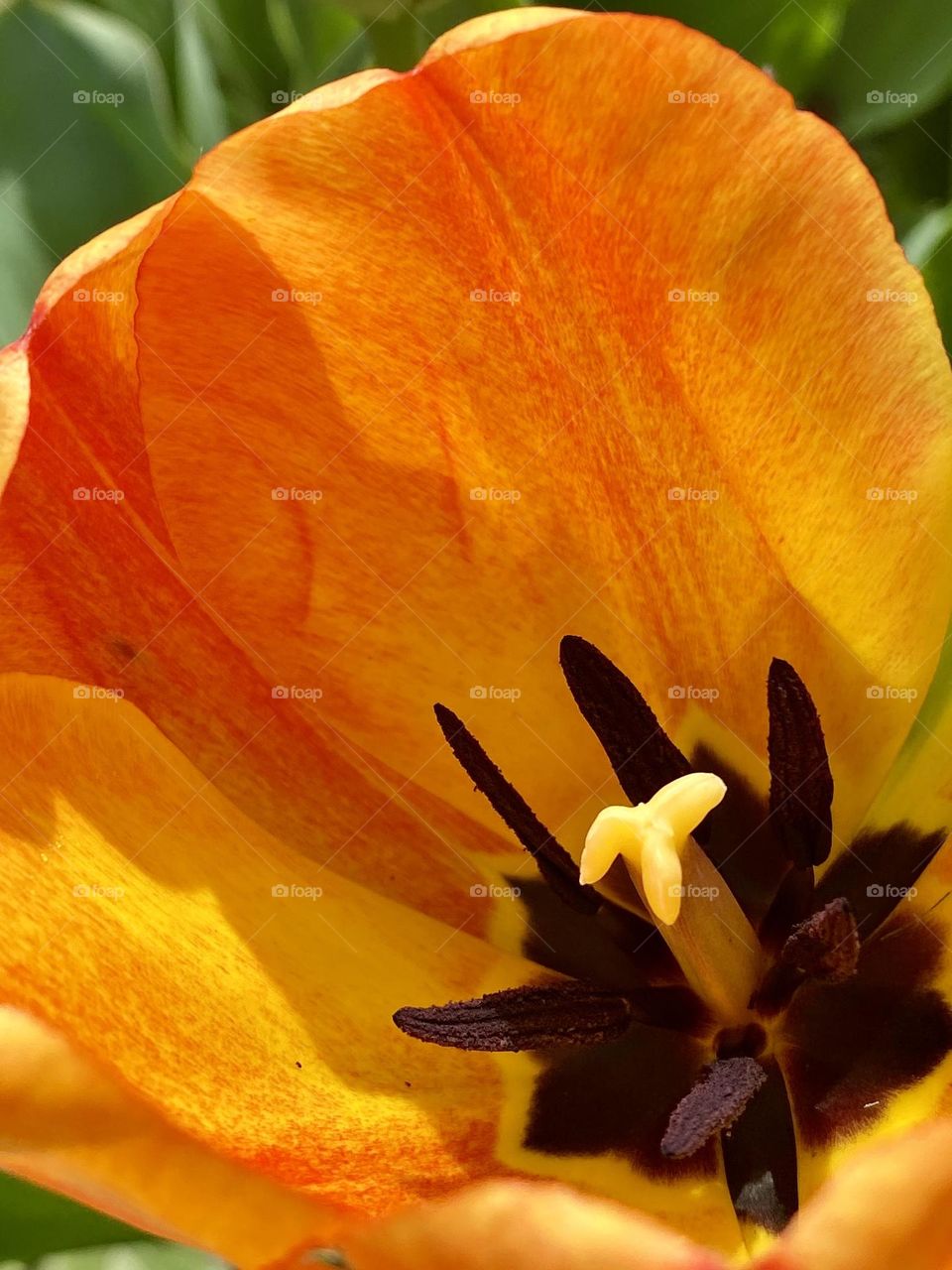 Close up of a bright yellow and orange tulip