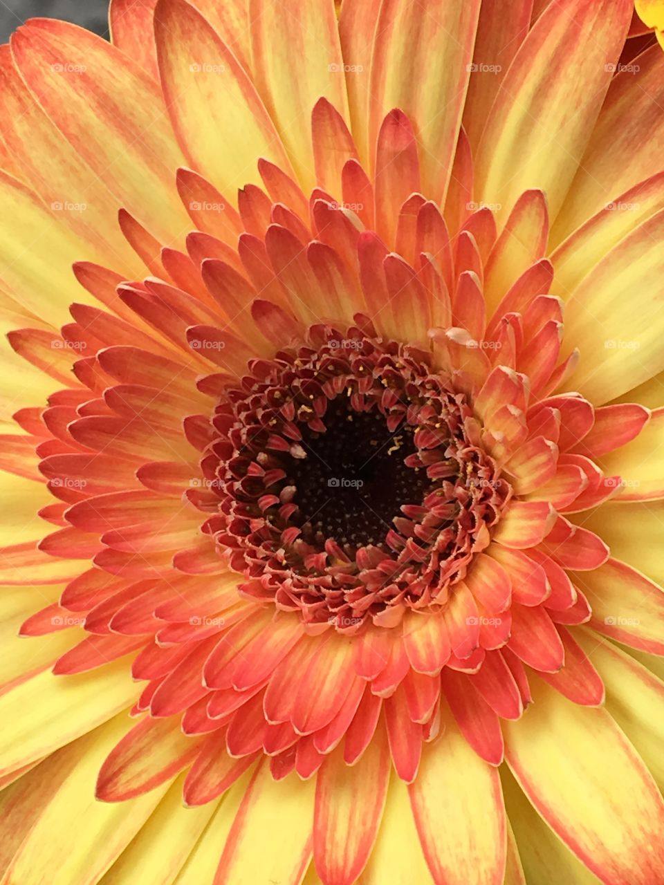 Yellow gerbera daisy with orange accents 