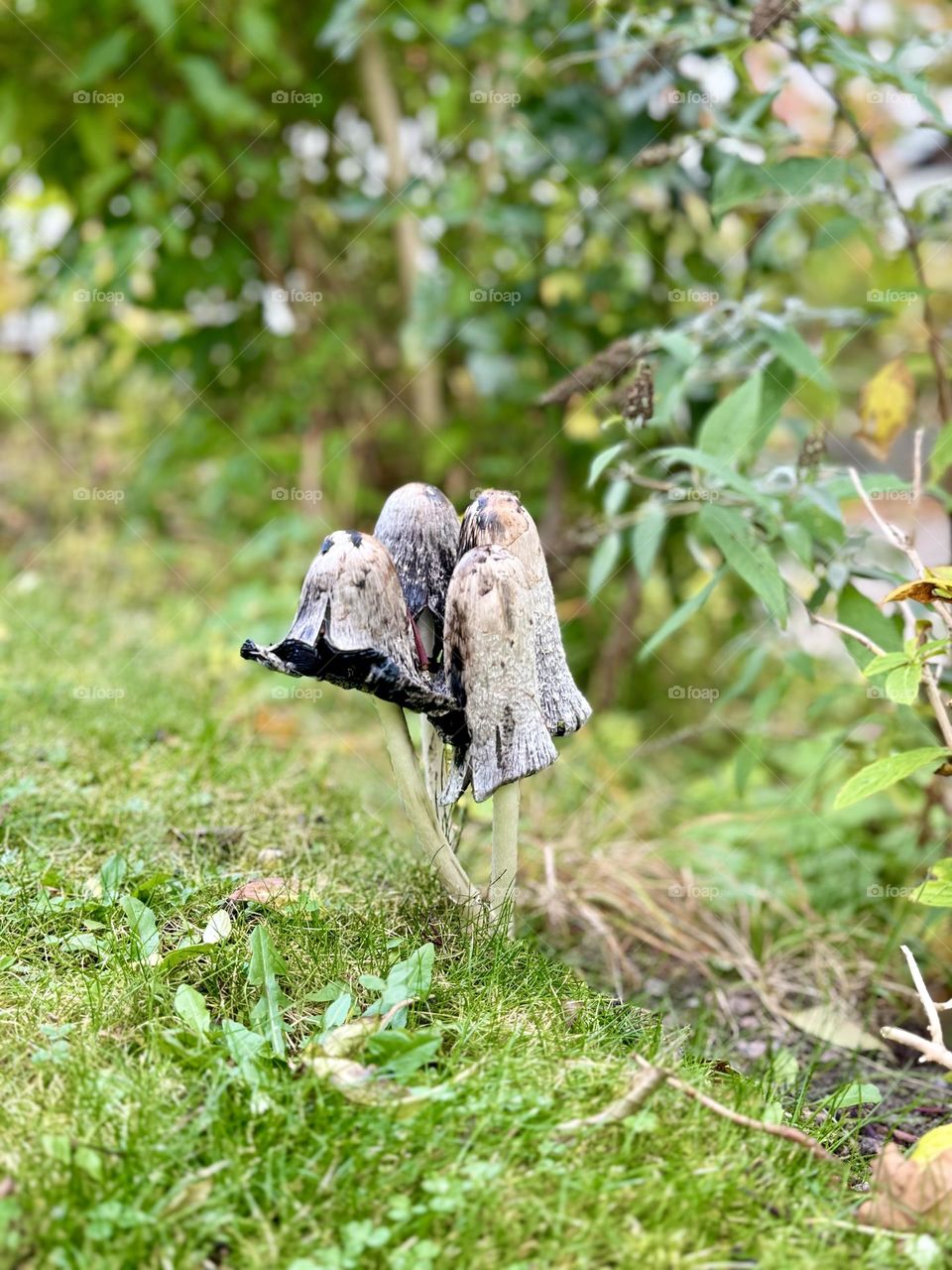 Mushrooms growing in the lawn