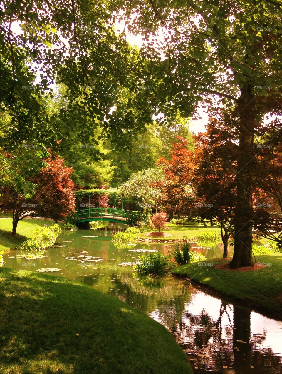 A pond in Springtime