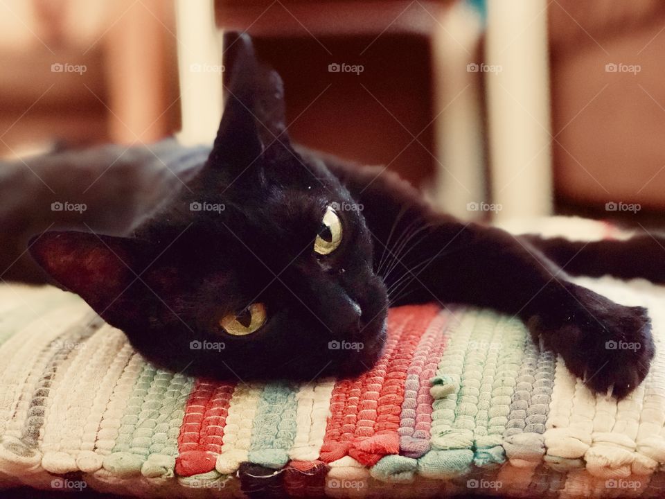 Cute black cat laying over colorful pillow