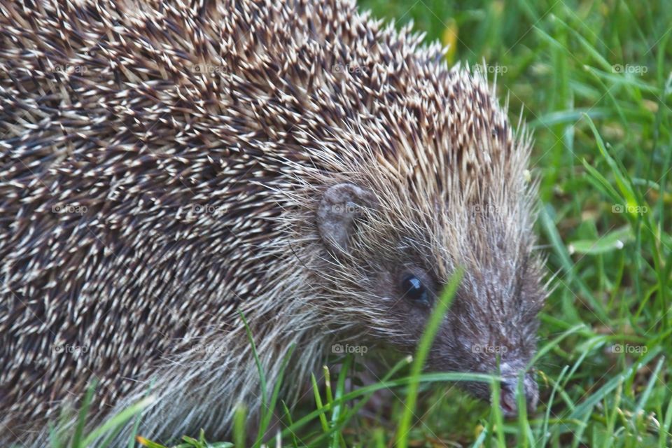 hedgehog in the grass
