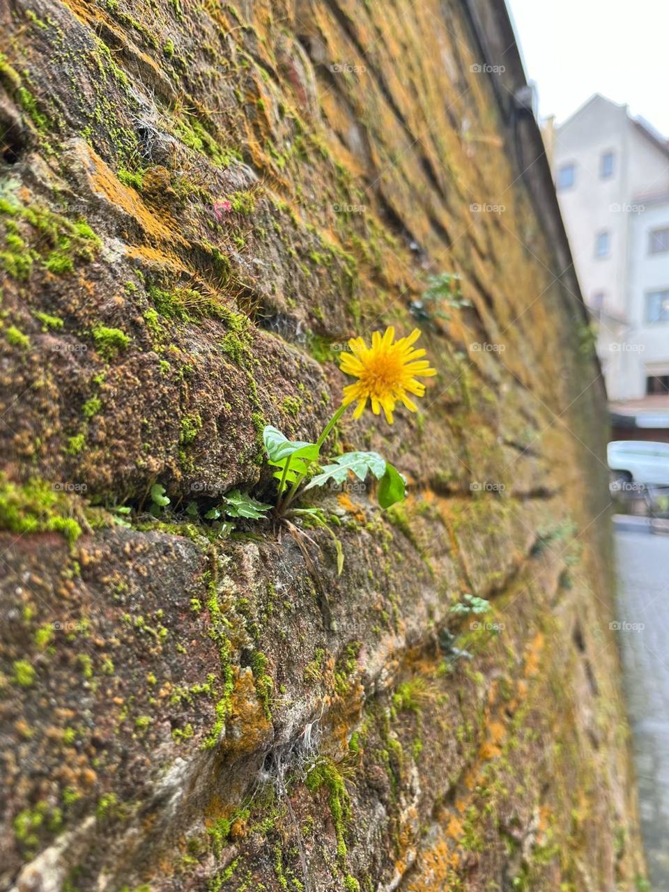 Dandelion on the wall