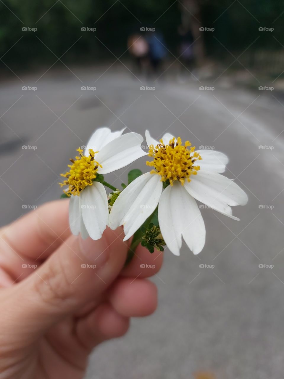 White Flower