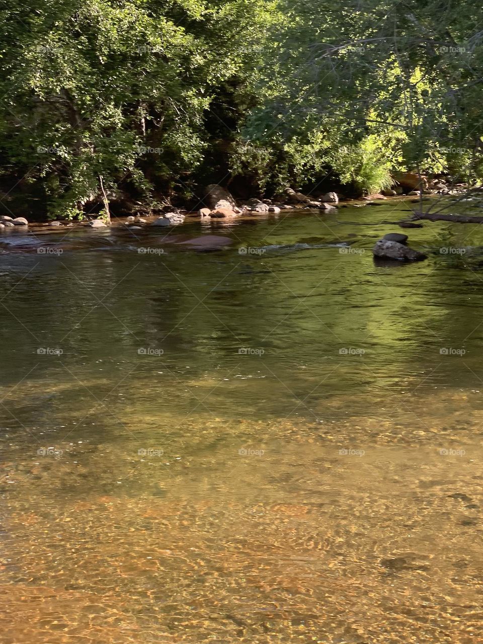 Beautiful trees water reflection.