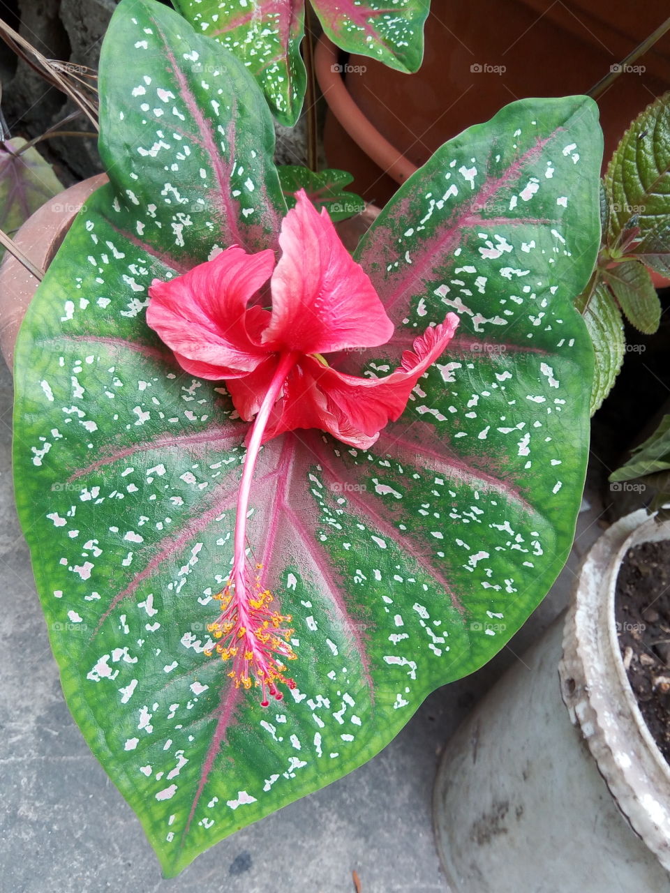 cocoa leaf with hibicus