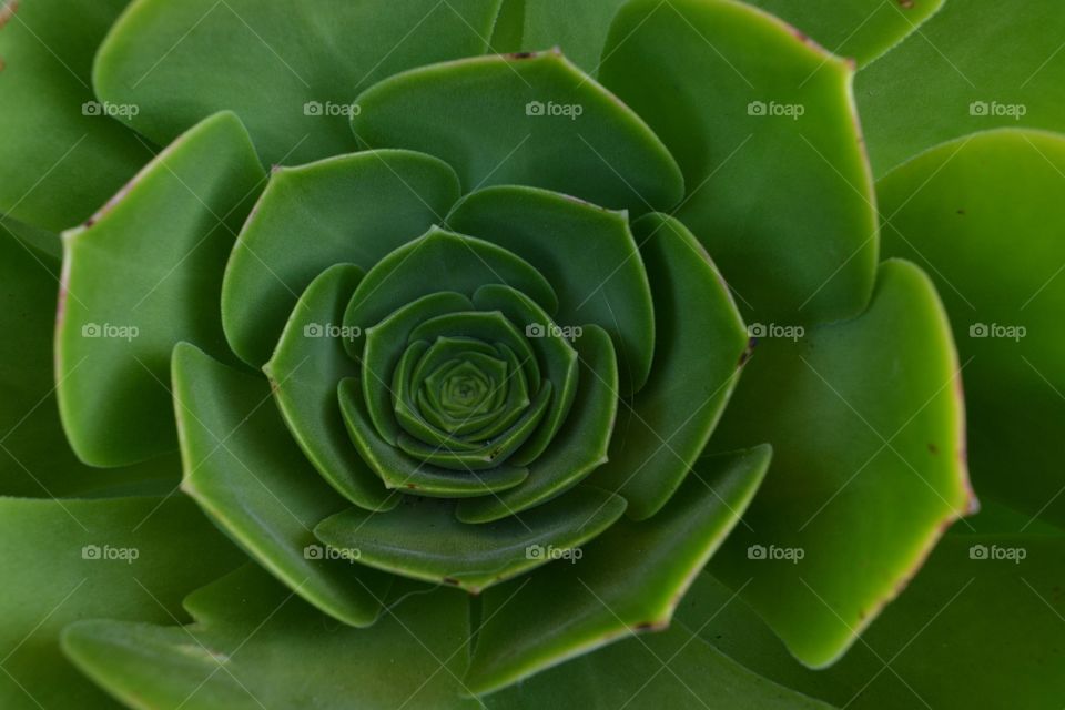 Full frame of green cactus flower