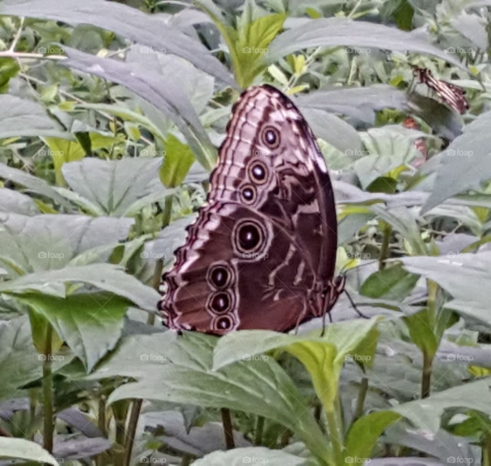 Butterfly Beauty in Scottsdale AZ