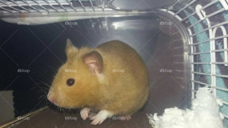 Rodent, Mammal, No Person, Mouse, Rat