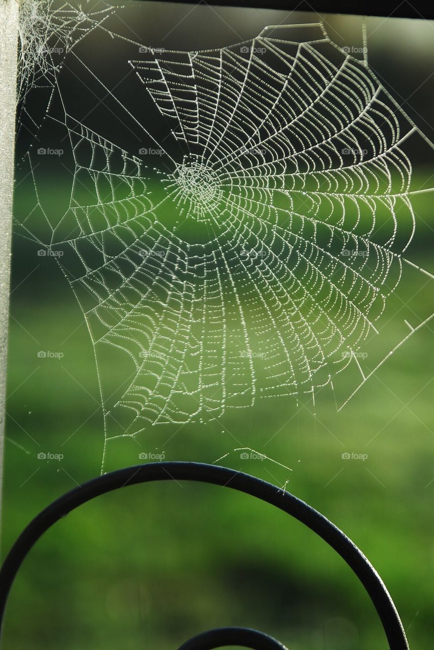 spiderweb in the morning