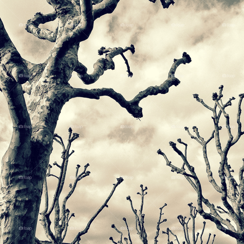 winter trees grayscale spooky by lateproject