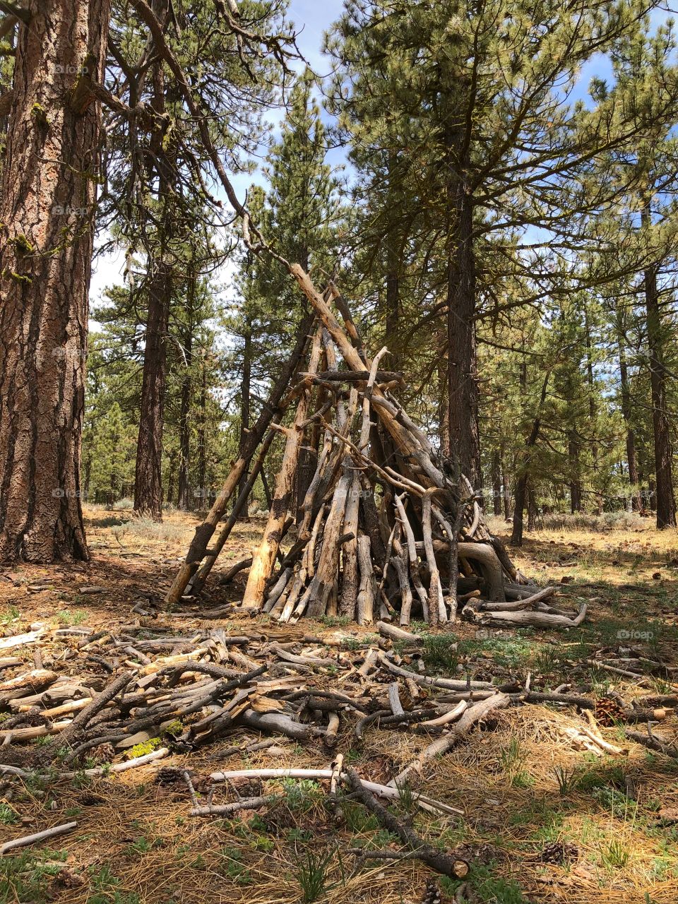 A wooden shelter in the forest