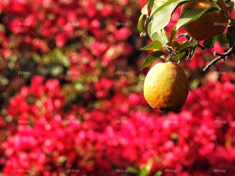 Lemon in pink