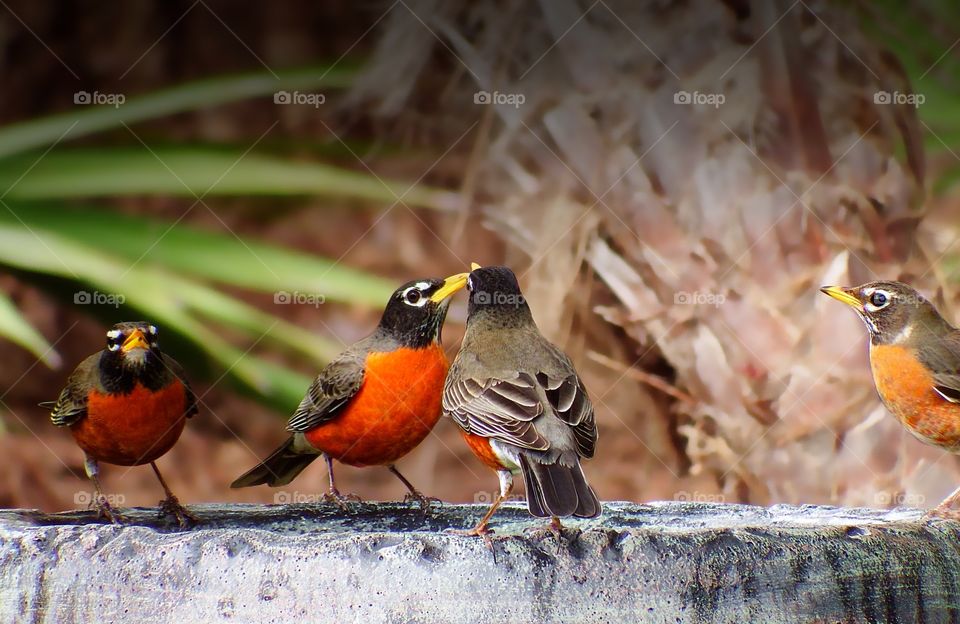 Migratory Robin pairs resting and rehydrating.