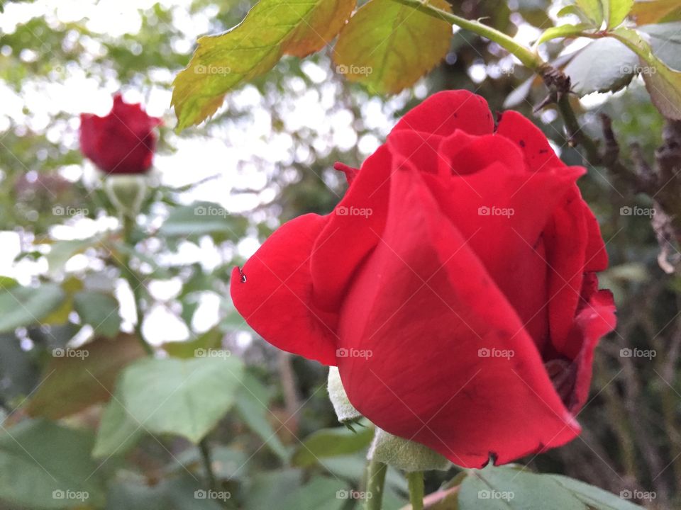 The rose red in garden 